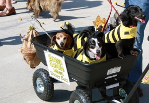 Petoberfest