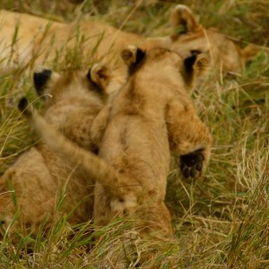 Two of the lion cubs I saw in Ngorongoro Crater  leaping around the brush. There were three cubs and two lionesses. Photo Courtesy Heidi Lindsay.