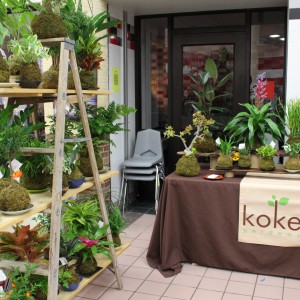 Koke Gardens sells “kokedama” or traditional Japanese plants are sold at the 20th annual Holiday House held at CHS on Nov. 15. CHS Project Graduation holds the event every year to fundraise money for the graduating seniors. Photo by Kelly Monaghan. 